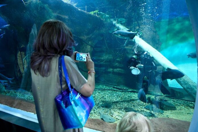 Agendão: fim de semana é tomado por rodas de samba, Agendão: fim de semana é tomado por rodas de samba, reabertura do Bioparque Pantanal e mega encontro de brechós