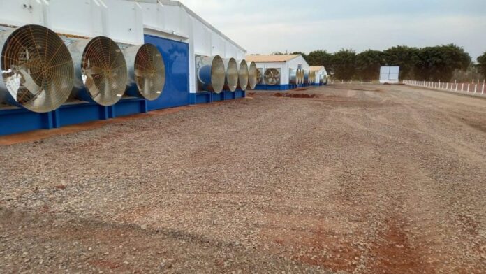 Frango Vida: incentivo a avicultura de MS garante mais de Frango Vida: incentivo a avicultura de MS garante mais de R$ 35 milhões aos produtores e ânimo ao setor