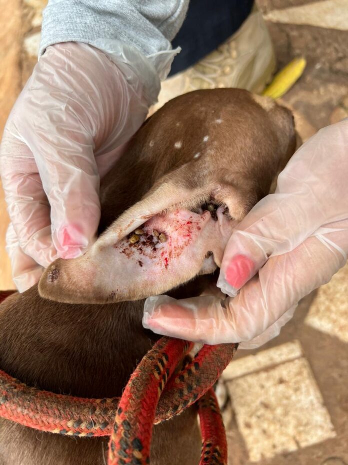 Polícia Civil prende homem por maus-tratos de animais em Campo Grande