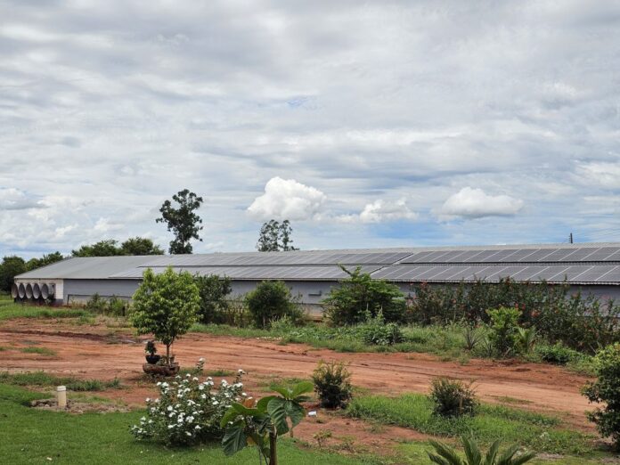 Força do Agro: Frango Vida renova a avicultura em Sidrolândia e garante a modernização da atividade na região