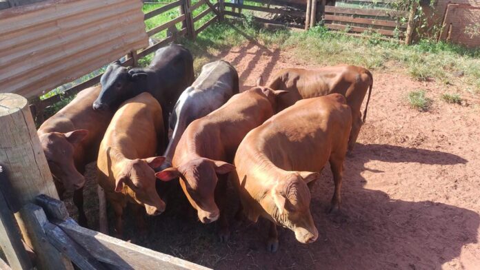 POLÍCIA MILITAR REALIZA OPERAÇÃO “CARCARÁ I” EM BELA VISTA POLÍCIA MILITAR REALIZA OPERAÇÃO “CARCARÁ I” EM BELA VISTA