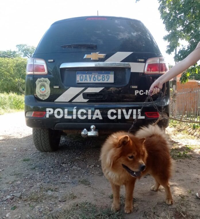Polícia Civil em parceria com uma organização não governamental resgata animal vítima de maus-tratos em Corumbá