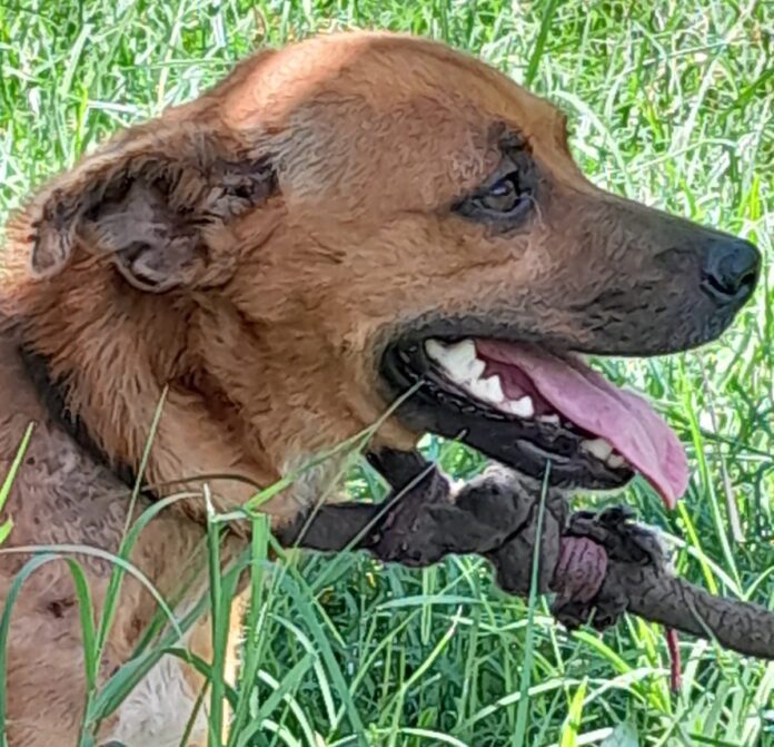 Polícia Civil resgata cão em situação de maus-tratos, em Corumbá Polícia Civil resgata cão em situação de maus-tratos, em Corumbá