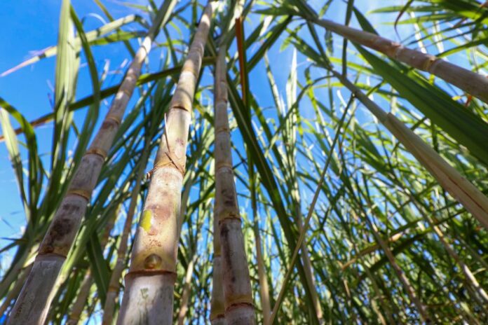 Expocanas: Governo de MS reduz ICMS das sucroenergéticas para 1,8%, Expocanas: Governo de MS reduz ICMS das sucroenergéticas para 1,8%, e gigante do setor anuncia nova planta