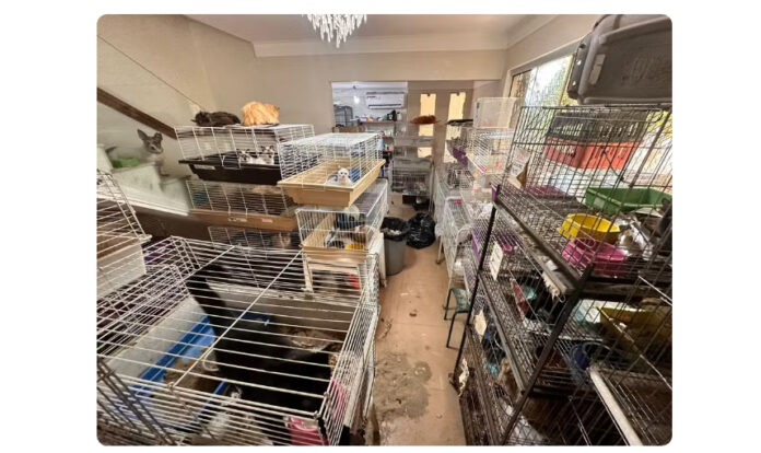 Mulher é presa por maus-tratos de 560 gatos e cães mantidos dentro de casa