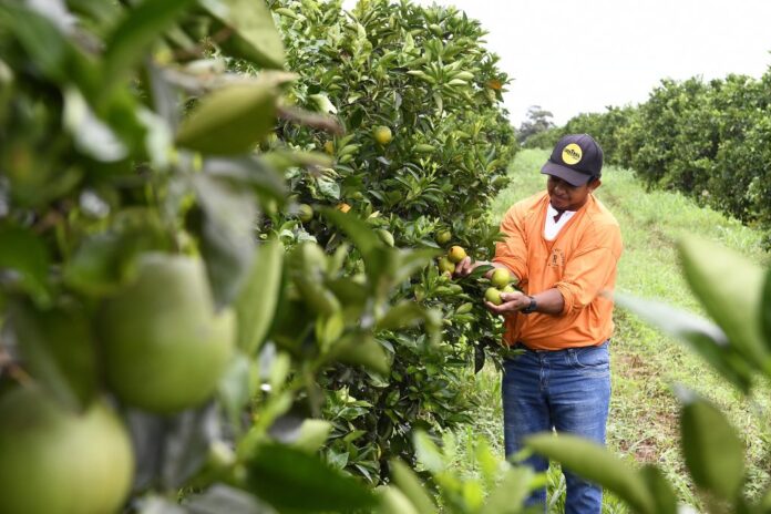 Produtores de laranja encontram em Mato Grosso do Sul ambiente Produtores de laranja encontram em Mato Grosso do Sul ambiente propício e seguro para investir