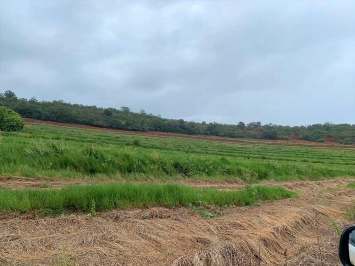 Projeto “Sementes do Taquari” muda cenário de parque com plantio Projeto “Sementes do Taquari” muda cenário de parque com plantio de mudas nativas e recuperação de áreas degradadas