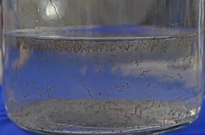 Sobe para 14 número de mortes causadas pela dengue em Sobe para 14 número de mortes causadas pela dengue em MS