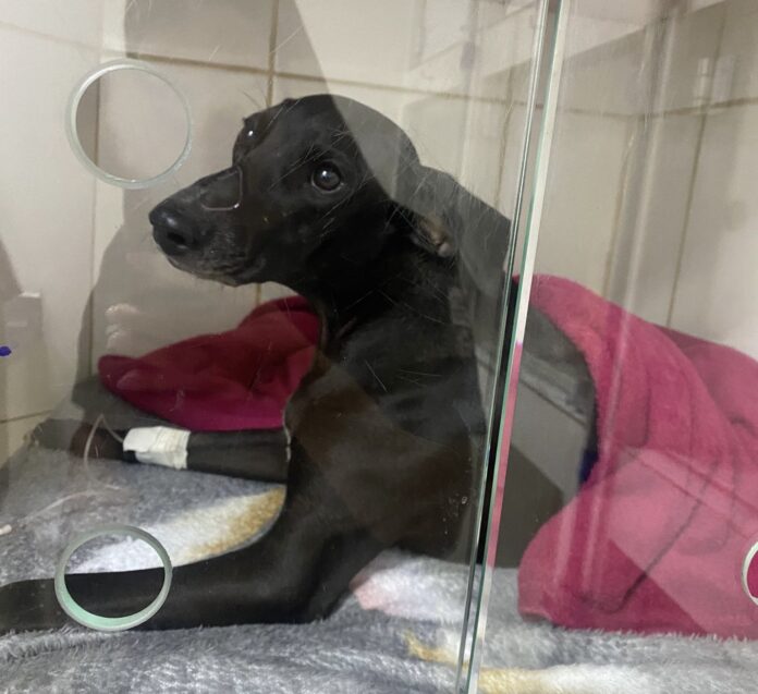 2a70786a-278e-4a45-a20b-fe3be92bf1e6