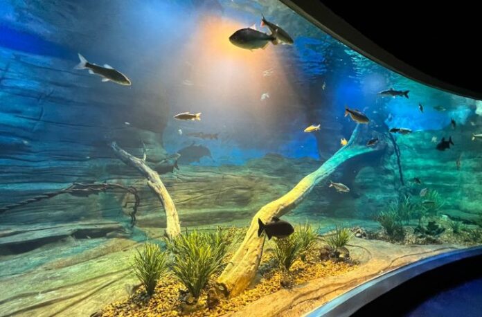 Dia Internacional da Biodiversidade será celebrado com evento no Bioparque Dia Internacional da Biodiversidade será celebrado com evento no Bioparque Pantanal