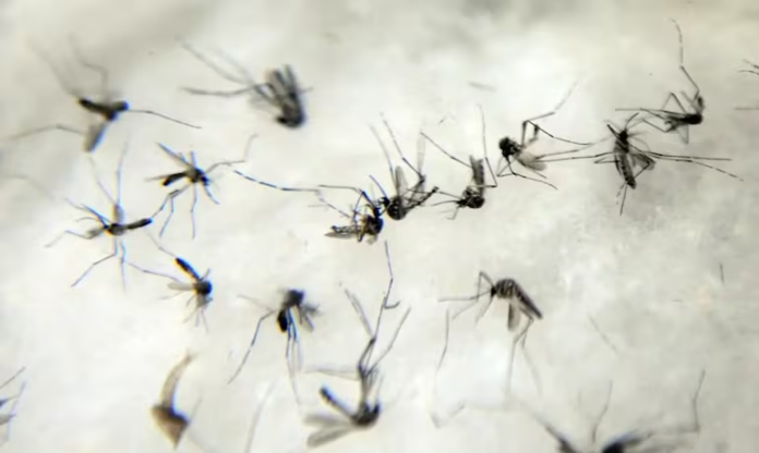 Mais da metade das mortes por dengue deste ano foram Mais da metade das mortes por dengue deste ano foram registradas em abril