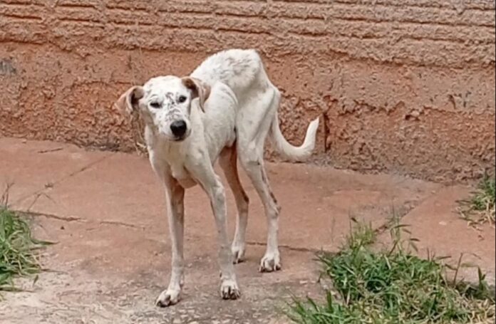 Polícia Civil resgata animais em situação de maus tratos em Corumbá