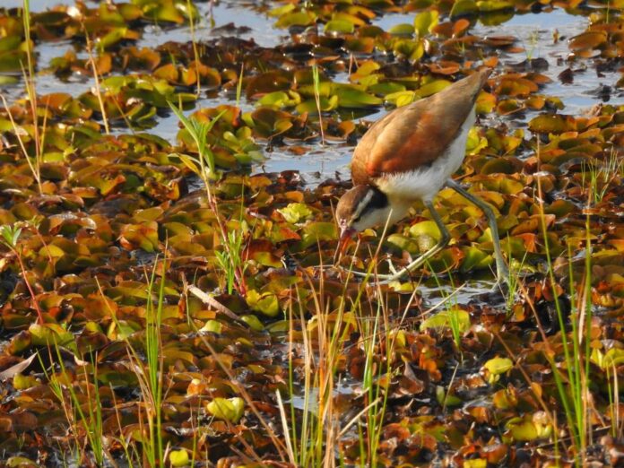 Workshop da UEMS discute o enfrentamento climático com captura de Workshop da UEMS discute o enfrentamento climático com captura de carbono em reserva no sul do Estado