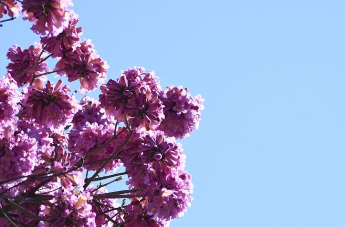 Avanço de frente fria gera mudanças no tempo e terça-feira Avanço de frente fria gera mudanças no tempo e terça-feira tem aumento de nebulosidade em MS