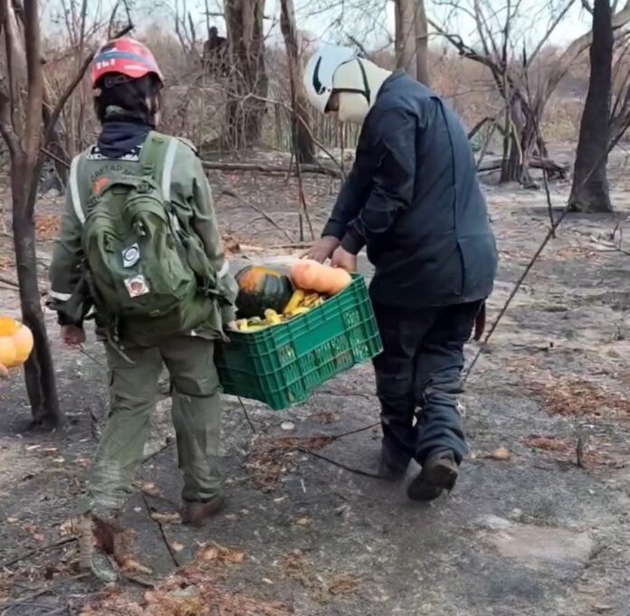 Gretap: equipe faz monitoramento e atende famílias de macacos bugios Gretap: equipe faz monitoramento e atende famílias de macacos bugios no Pantanal