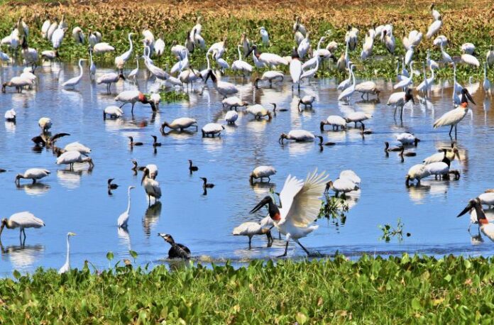 Marca ” Estado do Pantanal” vai integrar logomarca oficial do Marca ” Estado do Pantanal” vai  integrar logomarca oficial do Governo