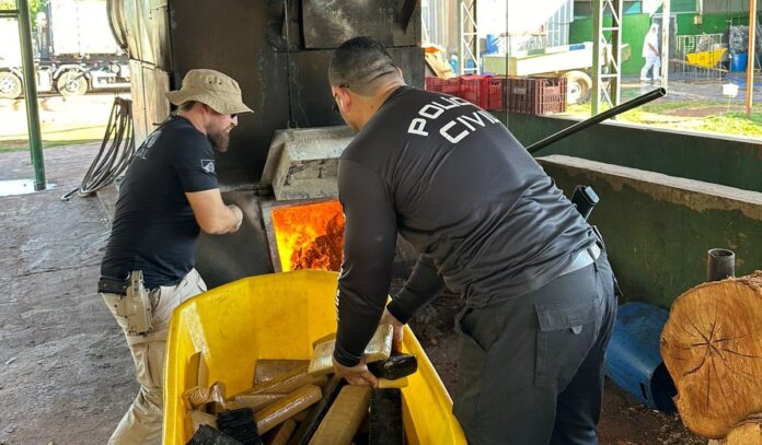 Polícia Civil incinera 585 kg de drogas apreendidas em Dois Polícia Civil incinera 585 kg de drogas apreendidas em Dois Irmãos Do Buriti