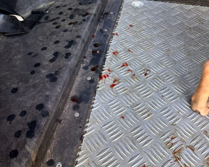 Polícia Civil prende homem pela prática de zoofilia em bairro Polícia Civil prende homem pela prática de zoofilia em bairro da Capital