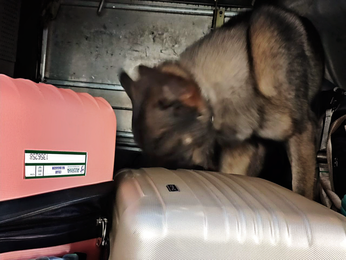 Canil do 7º BPM da PMMS destaca-se ao apoiar Receita Canil do 7º BPM da PMMS destaca-se ao apoiar Receita Federal na apreensão de cocaína em ônibus de viagem