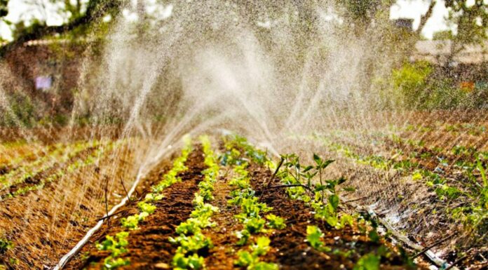 Com 80 mil famílias, MS contempla agricultura familiar com projetos Com 80 mil famílias, MS contempla agricultura familiar com projetos inclusivos e inovadores