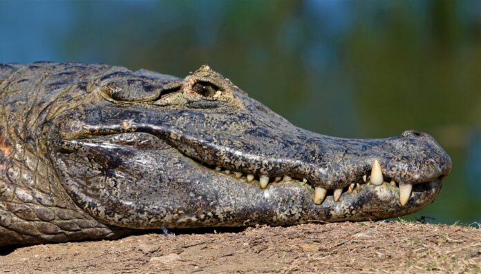 Resiliência: Pantanal Sul-mato-grossense se revela um gigante cheio de vida Resiliência: Pantanal Sul-mato-grossense se revela um gigante cheio de vida