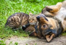 Governo realiza Festival Vida Animal nos dias 10 e 11 de agosto em Campo Grande