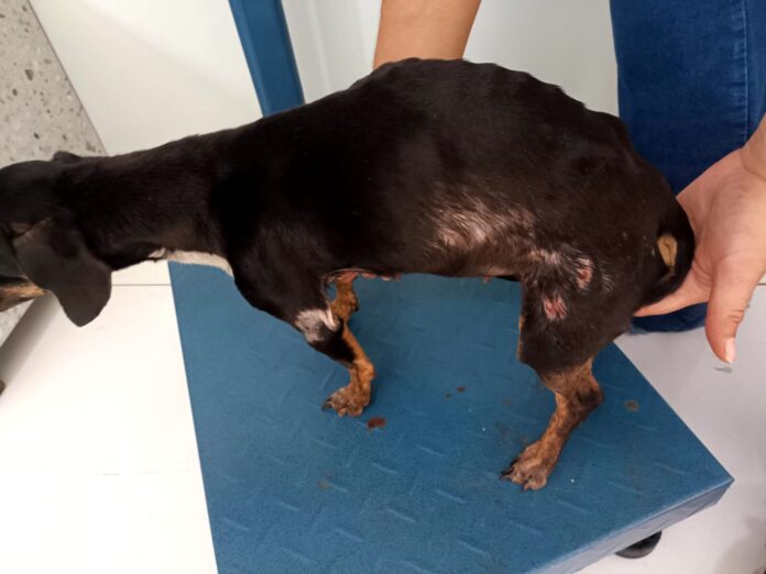 Em apenas uma semana, duas pessoas foram presas por maus-tratos Em apenas uma semana, duas pessoas foram presas por maus-tratos a animais em Amambai