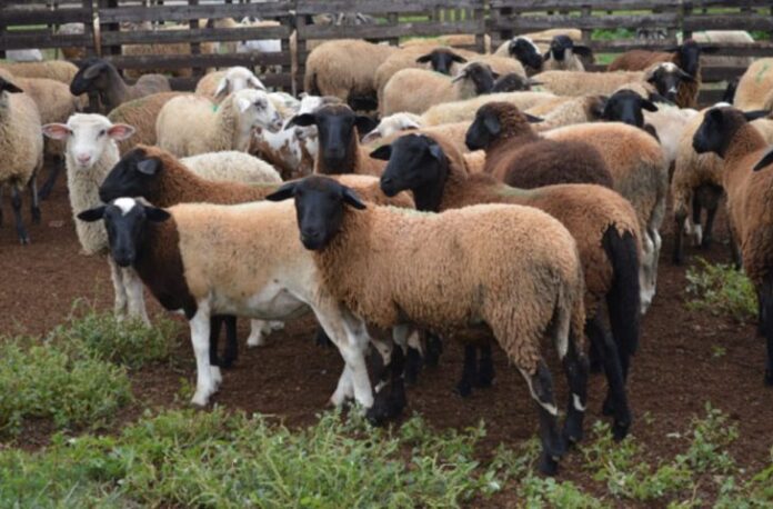Iagro estabelece normas para trânsito de ovinos e caprinos após Iagro estabelece normas para trânsito de ovinos e caprinos após MS ser reconhecido área livre de febre aftosa
