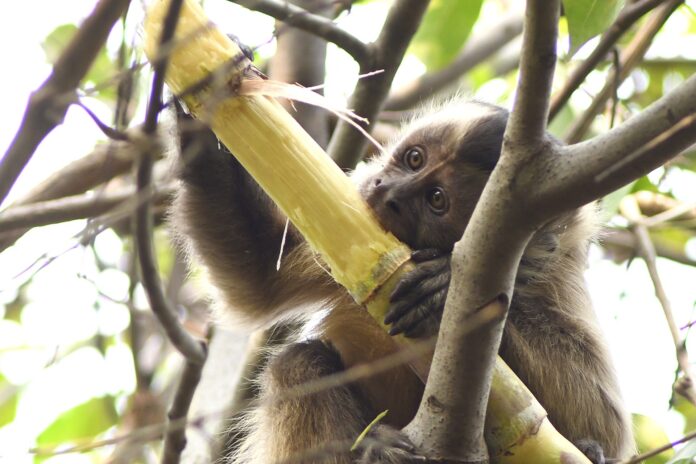 Incêndios florestais em áreas urbanas prejudicam meio ambiente e a saúde da população