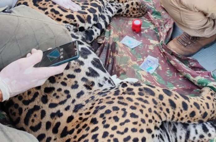 Onça-pintada Antã é a segunda resgatada no Pantanal de MS Onça-pintada Antã é a segunda resgatada no Pantanal de MS pela PMA