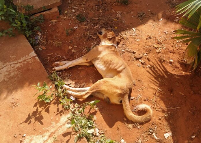 Polícia Civil prende autor de maus-tratos a animais em Taquarussu Polícia Civil prende autor de maus-tratos a animais em Taquarussu