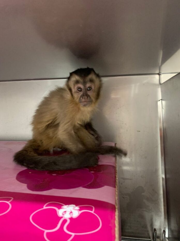 Três animais silvestres são resgatados e encaminhados ao Hospital Ayty Três animais silvestres são resgatados e encaminhados ao Hospital Ayty do Imasul