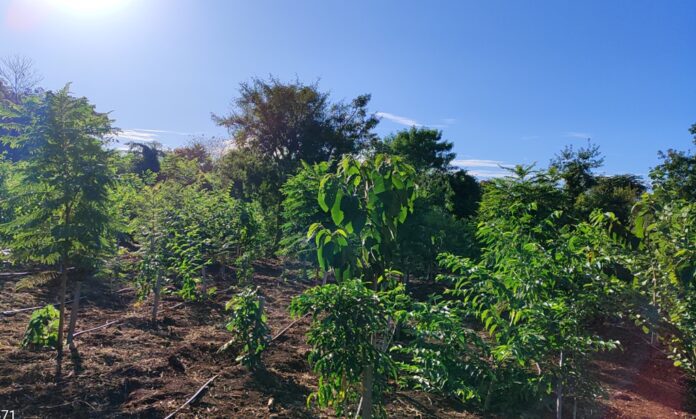 MS Verde e Sustentável: 1.450 mudas de árvores são plantadas MS Verde e Sustentável: 1.450 mudas de árvores são plantadas pela Sanesul em reserva ambiental de Dourados