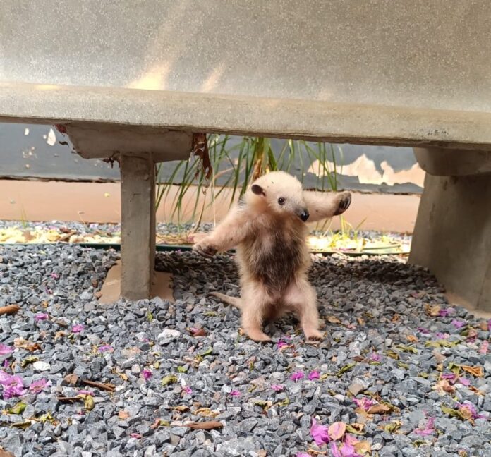 Policial civil de folga resgata animal silvestre e encaminha à Policial civil de folga resgata animal silvestre e encaminha à PMA após salvamento