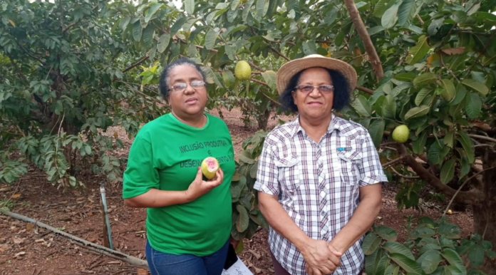 Pomar de goiabas com 2,5 hectares é a fonte de renda e felicidade de duas famílias em Itaporã