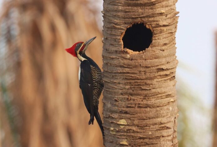 Turismo em ascensão: desafio de observação de aves registra 345 Turismo em ascensão: desafio de observação de aves registra 345 espécies em MS