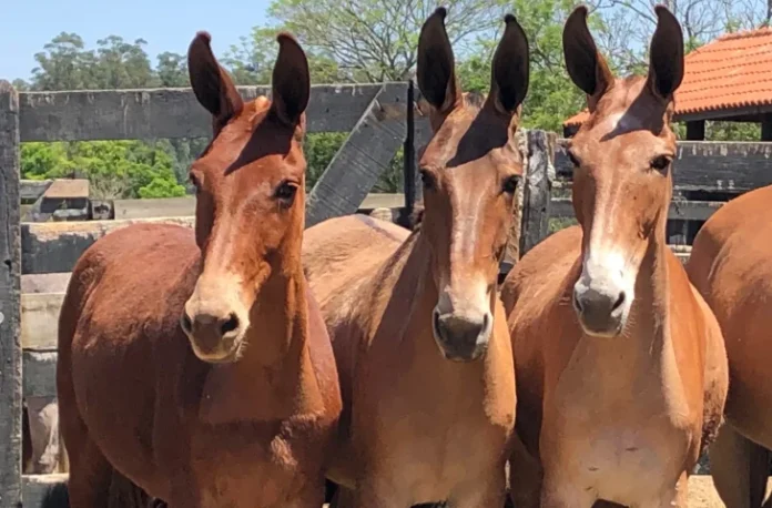 Governo amplia dispensa de nota fiscal para transporte sem fins Governo amplia dispensa de nota fiscal para transporte sem fins comerciais a todos equídeos em MS