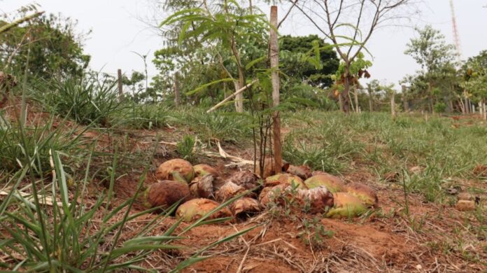 Reflorestamento na nascente do córrego Joaquim Português já apresenta resultados expressivos