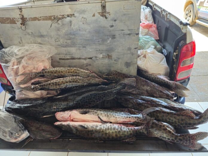 Com fiscalização efetiva, Operação Piracema já apreendeu mais de 400 quilos de pescado em MS