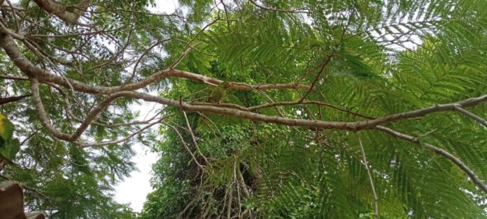 Imasul realiza soltura de mais de 60 animais silvestres no Imasul realiza soltura de mais de 60 animais silvestres no Recanto Ecológico Rio da Prata