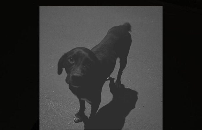 Polícia Civil identifica adolescente que atropelou cachorro em Santa Rita do Pardo