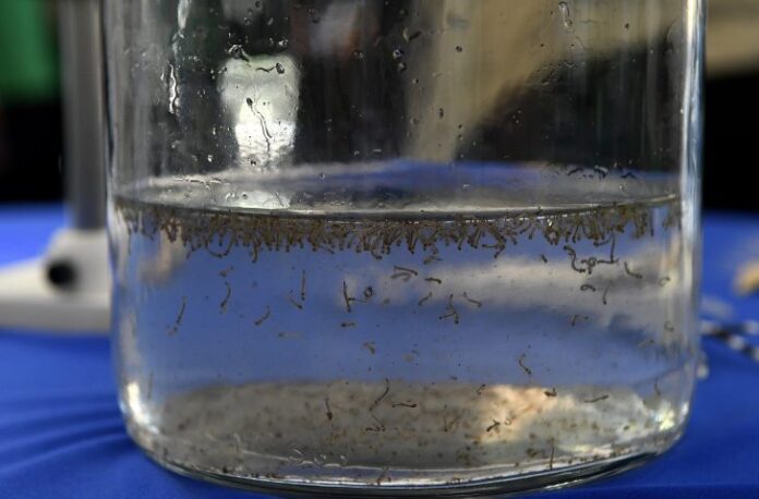 Boletim Epidemiológico: MS registra 253 casos confirmados de dengue Boletim Epidemiológico: MS registra 253 casos confirmados de dengue