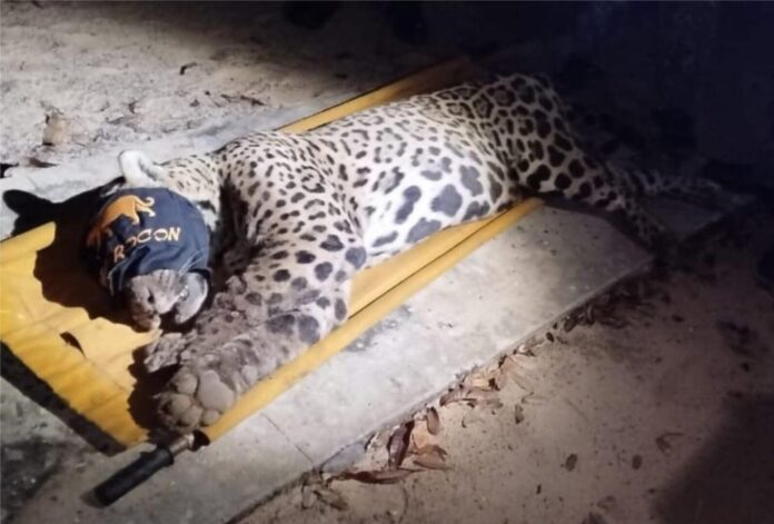 WhatsApp Image 2025-04-24 at 08.18.21