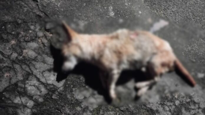 dfd55d3b-99a7-48d1-a7fd-578e58810fe2-8-12-4-2-2