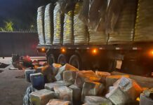 PF apreende mais de 2,5 toneladas de maconha em Campo Grande