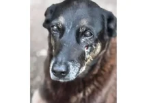 Adolescentes suspeitos de matar o cão Orelha voltam ao Brasil