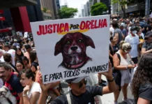 Caso Orelha: polícia pede internação de adolescente envolvido no crime