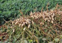 Ribas do Rio Pardo se consolida como polo econômico com avanço da celulose e novas culturas