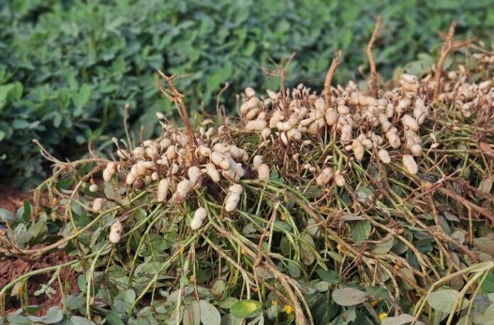 AmendoGloria-Semadesc-Amendoim-Beretta-14-730x480