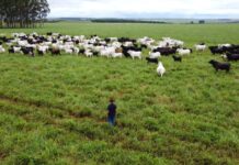 Com maior crescimento do país, agro de MS é fruto de incentivo, modernidade e sucesso do homem do campo